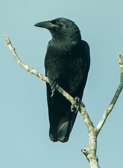 Cuban Crow - Zapata, Cuba (cropped).jpg