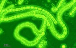 Cyanobacteria (248 07) Mixture; native preparation; green filter.jpg