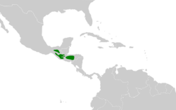 Cyanolyca pumilo map.svg