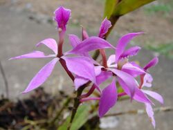 Epidendrum imatophyllum.jpg