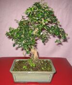 Erethia theezans (bonsaï).jpg