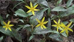 Erythronium rostratum.jpg