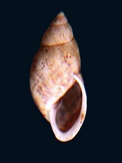 Eudolichotis euryomphala shell.jpg