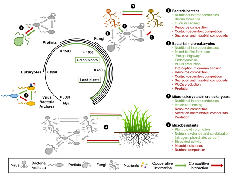 File:Evolutionary history of microbe-microbe and plant-microbe interactions.webp