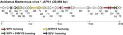 F20-07-9780123846846-Lipothrixviridae-AFV1-Genome.png