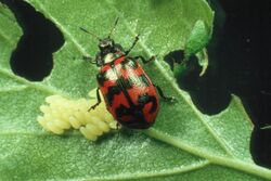 Female C. lapponica ovipositing.jpg