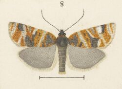 Fig 8 MA I437626 TePapa Plate-XXVII-The-butterflies full (cropped).jpg