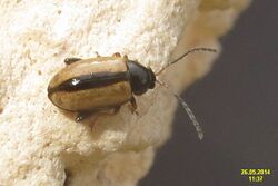 Flea beetle (NH266) (14522540551).jpg