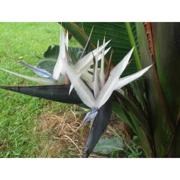 File:Fleur du Strelitzia Caudata . Elle est très ressemblante a celle du Strelitzia Nicolai ( Strelitzia blanc ).jpg