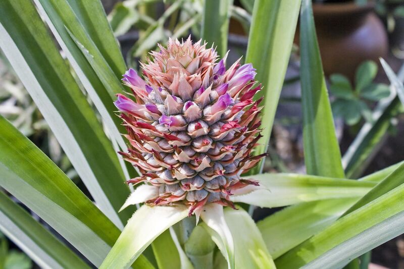 File:Flowering Pineapple Sept 4 2011.jpg