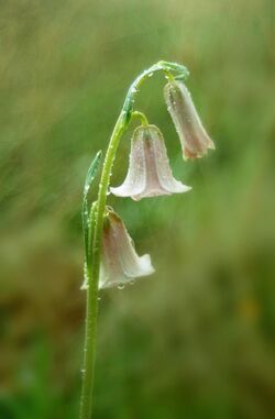 Fritillaria striata (striped adobe lily) (32653193446).jpg