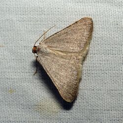 Geometrid Moth (37862374362).jpg