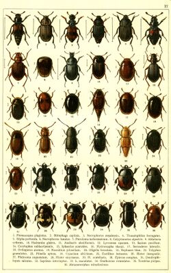 Georgiy Jacobson - Beetles Russia and Western Europe - plate 17.jpg