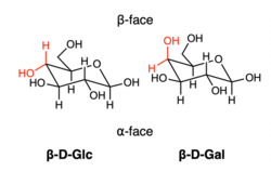 The definition of alpha (top face) and beta faces (bottom face) for glucose and galactose. The stereochemical difference for two hexoses is highlighted in red.
