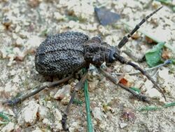 Ground Longhorn Beetle (Phantasis carinata) (6040613039).jpg