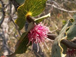 Hakea cucullata (flowers) 01.JPG