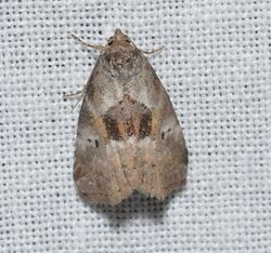 Hyperstrotia secta - Black-patched Graylet Moth (14999913626).jpg