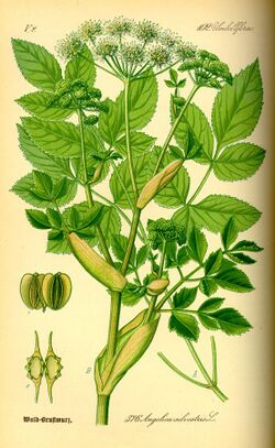 Illustration Angelica silvestris0.jpg