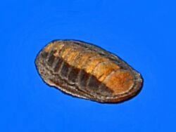 Ischnochitonidae - Ischnochiton elongatus.JPG