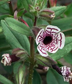 J20160513-0063—Mimulus pictus—RPBG (27080644345).jpg