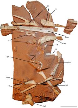 Keresdrakon holotype.jpg