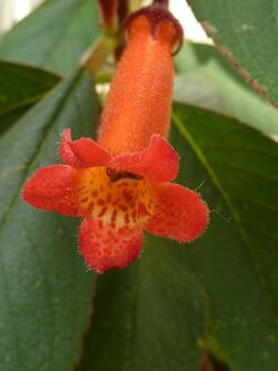 Kohleria eriantha 'Wooly-flowered tree gloxinia' (Gesneriaceae) flower 2.jpg
