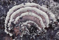Lichen on Nunavut rocks -d.jpg