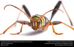 Longhorn beetle (Cerambycidae, Neoclytus mucronatus) (27058532644).jpg