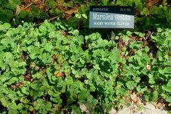 Marsilea vestita - Marie Selby Botanical Gardens - Sarasota, Florida - DSC01742.jpg