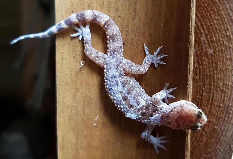 File:Mediterranean house gecko1.jpg