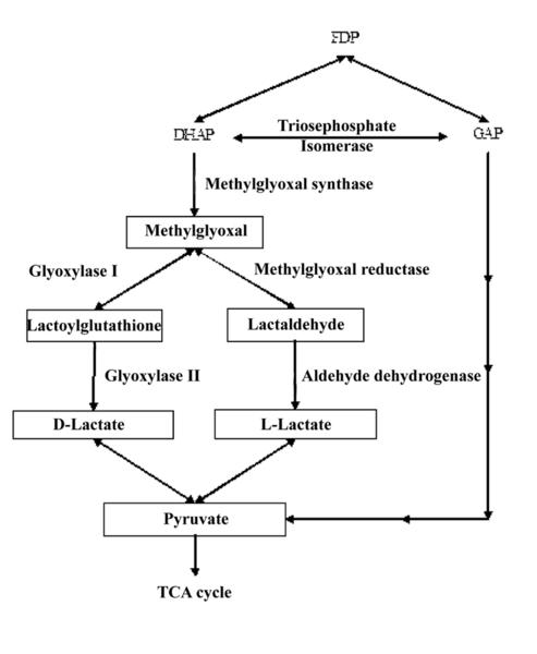 File:Methylglyoxal pathway picture.png
