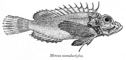 MinousMonodactylus.png