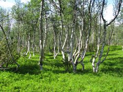 Mountain-birch-Trollheimen.jpg