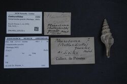 Naturalis Biodiversity Center - ZMA.MOLL.225133.1 - Comarmondia gracilis (Montagu, 1803) - Clathurellidae - Mollusc shell.jpeg