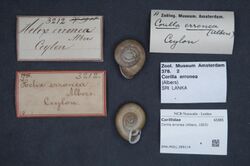 Naturalis Biodiversity Center - ZMA.MOLL.389114 - Corilla erronea (Albers, 1853) - Corillidae - Mollusc shell.jpeg