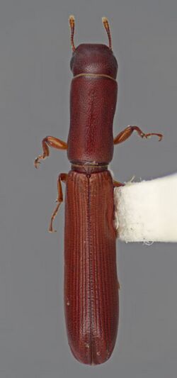 Colour image of a redish-brown Nematidium filiforme beetle