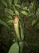 Nepenthes longifolia.jpg