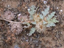 Neurada procumbens 1.JPG