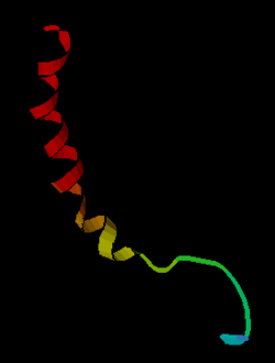 Neuropeptide Y.png
