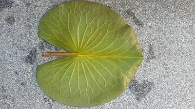 Abaxial leaf surface of Nymphaea odorata subsp. tuberosa