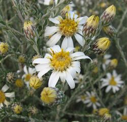 Olearia pimeleoides.jpg