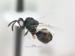 Orasema occidentalis.jpg