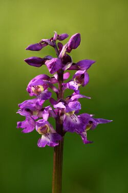 Orchis mascula inflorescence - Keila.jpg