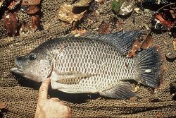 Oreochromis mortimeri.jpg