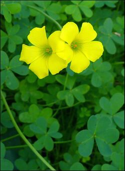 Oxalis-pes-caprae-16-Zachi-Evenor.jpg