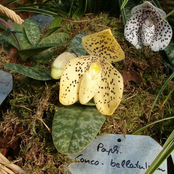 File:Paphiopedilum Xconco-bellatulum OrchidsBln0906.jpg