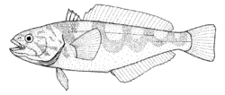 Paranotothenia magellanica (Maori cod).gif
