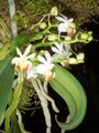 Phalaenopsis lobbii Orchi 026.jpg