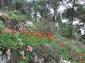 PikiWiki Israel 12718 Jerusalem forest.JPG