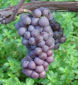 Pinot Gris close.JPG